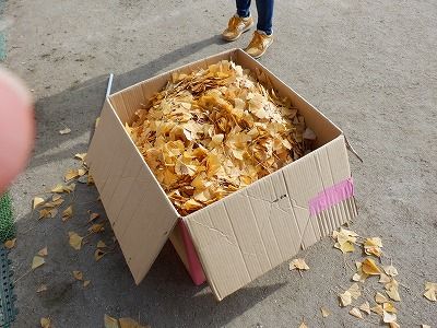 子どもたちが持って来た葉っぱで箱いっぱいになりました。