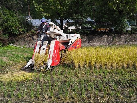 コンバインを使うと稲刈りから脱穀まで一気に終わるね。機械はすごいなぁ。