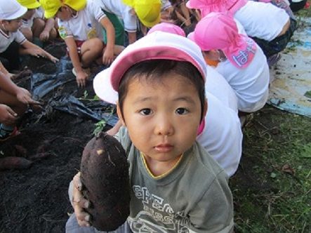 こんなに大きなお芋が掘れたよ！！