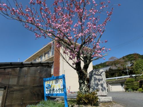 校門の八重桜