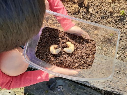 カブトムシの幼虫を育てています。 週に1回、幼虫のエサになる腐葉土を新しく入れ替えます。 夏には、立派なカブトムシになりますように！【4年生　男子】