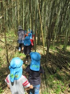 竹林のそばに生えている淡竹は大きくなりすぎて竹になりかかっていたので、加藤さんについて竹林に行きました。竹林の中は少しひんやりして涼しかったです。