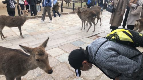 奈良公園の鹿は、観光客に頭を下げてエサをもらいます。それをまねしてご挨拶。