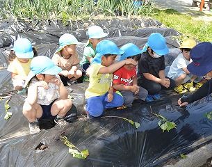 すみれ組は園で初めて苗を植えました。先生に植え方を教えてもらい頑張って植えました。