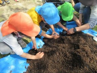 以上児仲良しグループでポットに土を入れて種まきをしました。