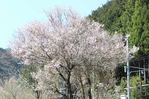 本日快晴。桜の花も咲いています。