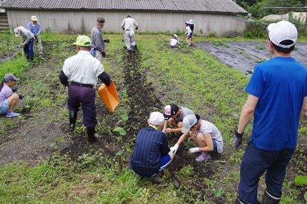 里芋畑は草だらけで大変な状況になっていました。