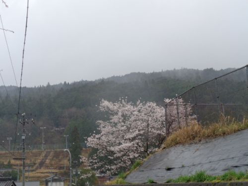 令和６年度のスタートは雨。桜が満開です。