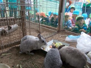 小学校のウサギに餌をあげてから出発！