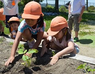 ひまわり組（５歳児）はミニカボチャとなすを育てることになりました。ミニカボチャは、フェンスを使って、ながーくつるを伸ばして大きくなるように園庭端の花壇に植えました。