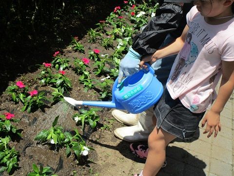 最後は、水やりです。ジョーロや日日草の苗は、「みどりの少年団」からの支援金で購入しました。