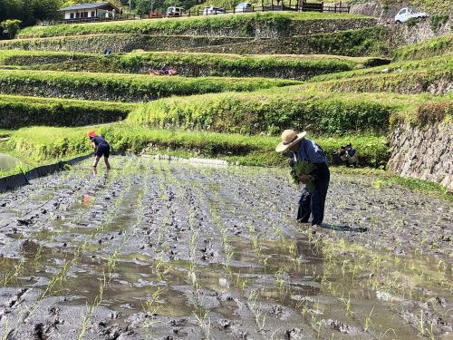 兵どもが夢の跡。フォローがあっての田植えなんですね。