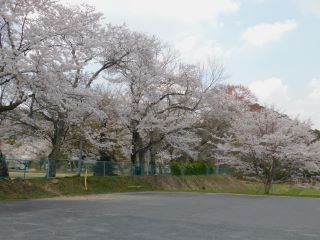 今年も満開　トレセンの桜