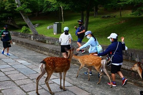 大仏も魅力的ですが、やっぱ奈良で魅力的なのは・・・。地元で見る鹿とは違うのかなぁ？